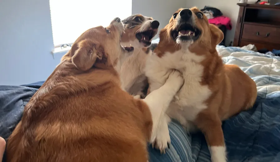 bedtime is a contact sport