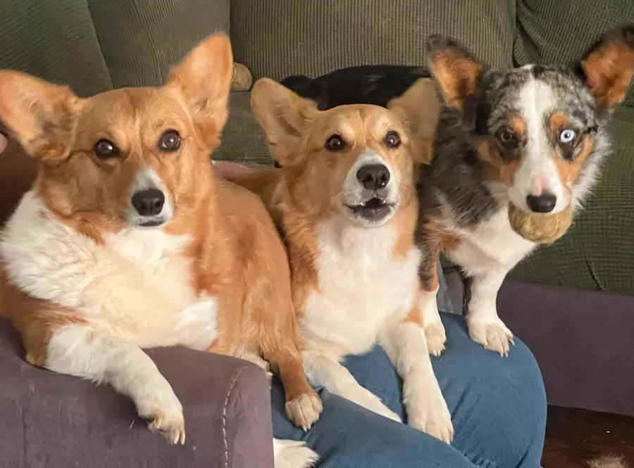 Emily's lap, three tenants