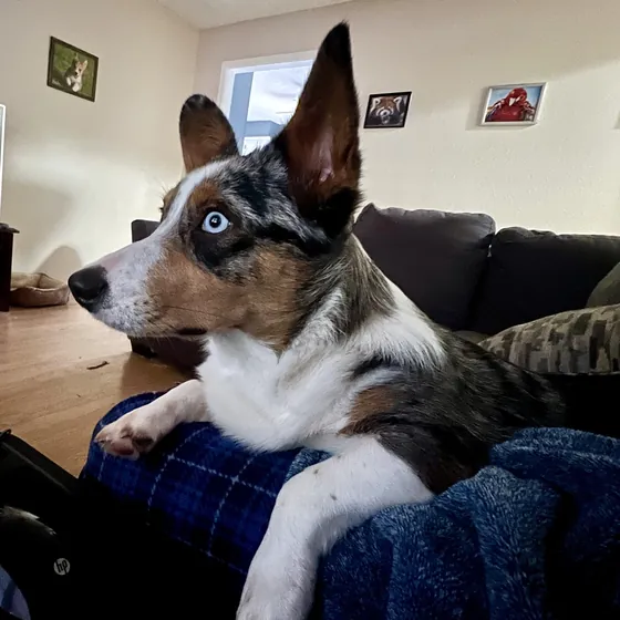Hazel, a blue merle corgi with one blue eye, on the couch