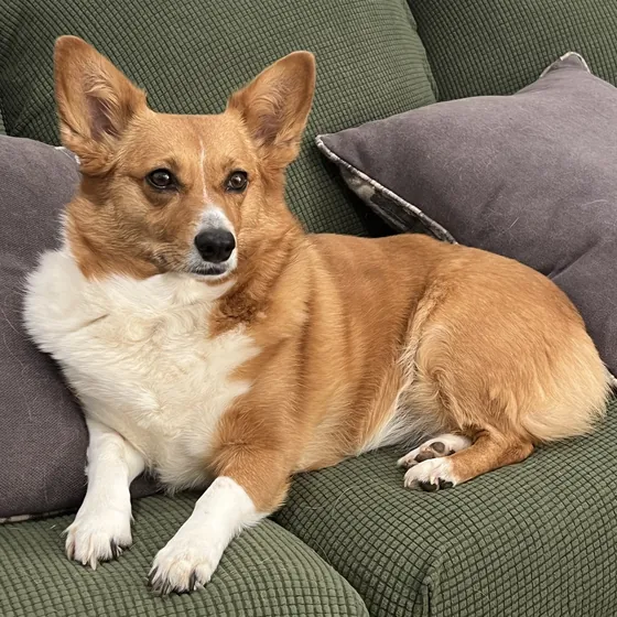 Maple, a red and white corgi, lying on a green couch