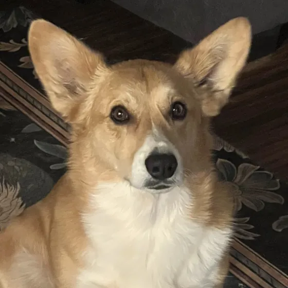Oliver, a fluffy light-gold corgi, sitting on a rug