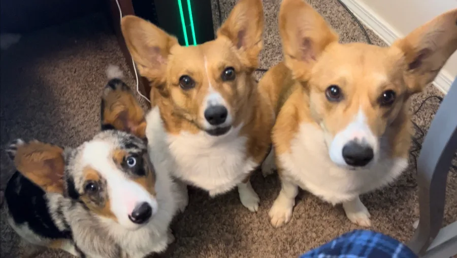 Hazel, Maple & Oliver