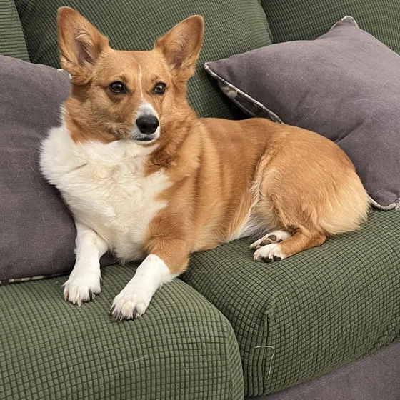 Maple