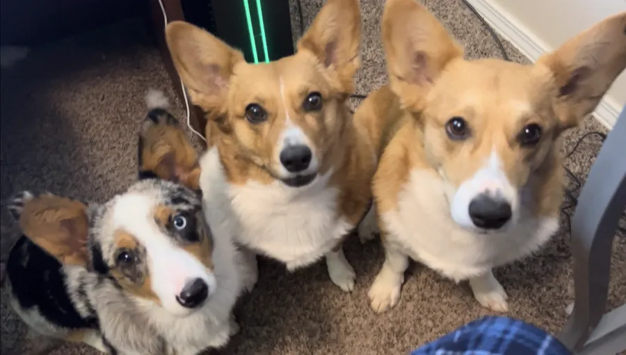 Hazel, Maple and Oliver looking up at the camera from the floor
